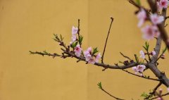 大林寺桃花古诗意译大林寺桃花古诗