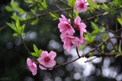 写春天的十首古诗东风易认色彩斑斓